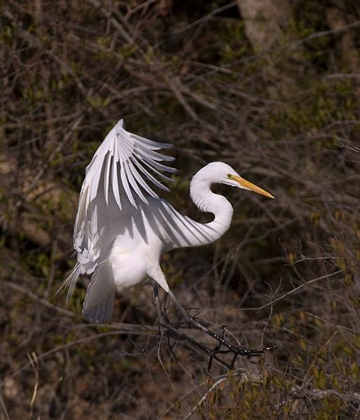 Egret_6283.jpg - (C)Durwood Edwards