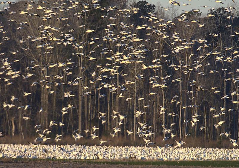 GeeseLand_5970.jpg - Snow Geese Landing in Field  at Sunrise