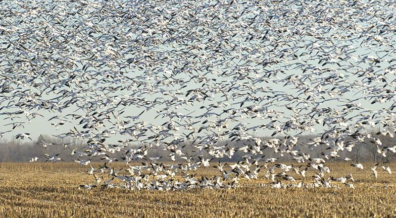 GeeseLand_6069.jpg - The birds were found furrther on in another field.
