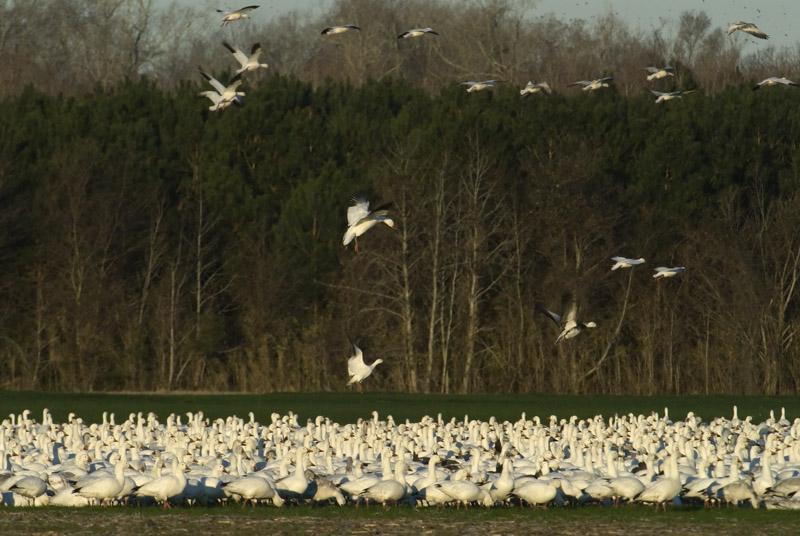 Geese_6010.jpg - Snow Geese Landing - There were about 50,000 birds in the field at one time. We managed to get with in about 100-150 feet of them,then ...