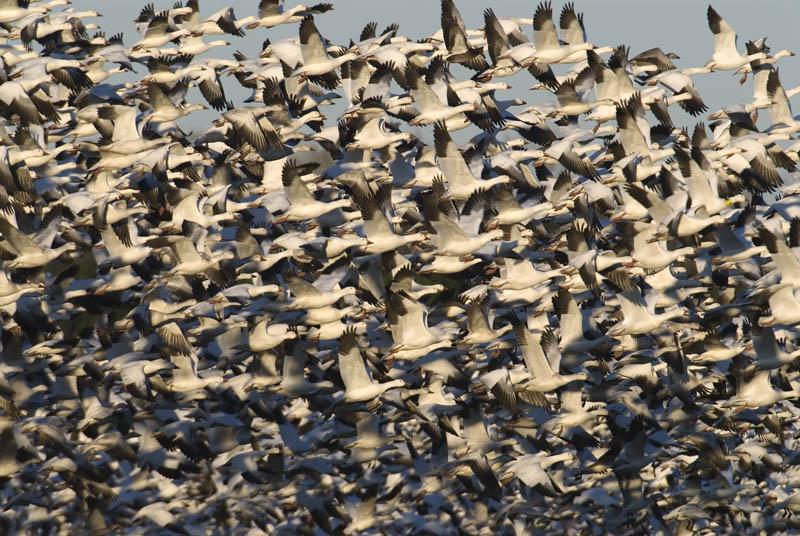 GoosePanic_6012.jpg - Something panicked them and they all got up en masse. It was an incredible noise and an unbelievable sight!