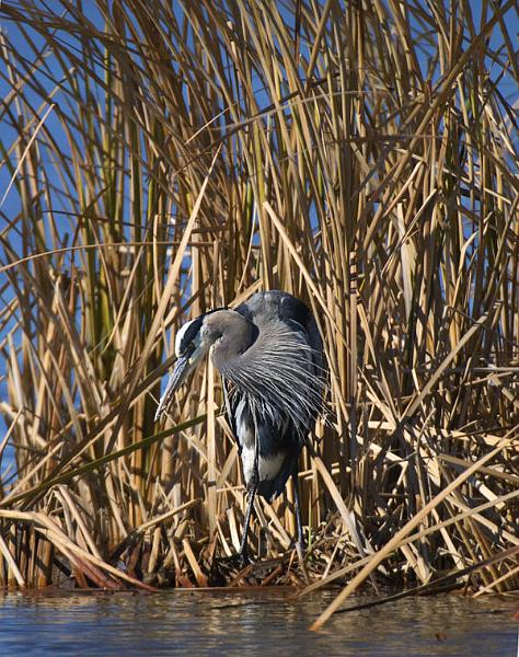 Heron_6326.jpg - Great Blue Heron