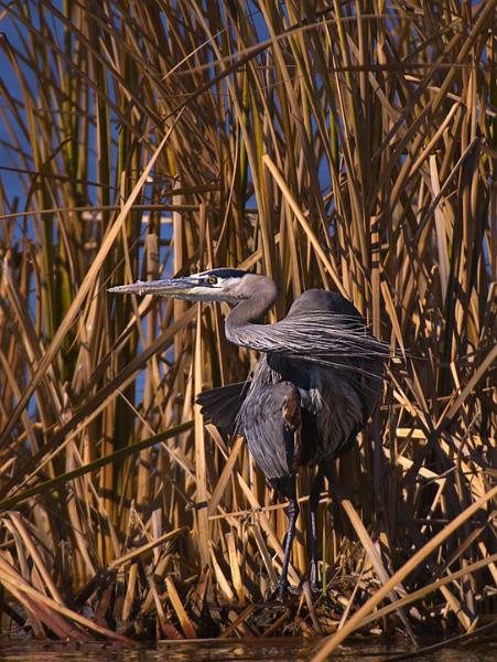 Heron_6334.jpg - Great Blue Heron