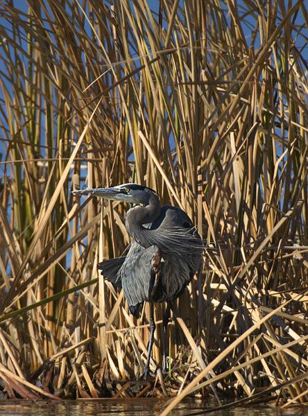 Heron_6335.jpg - Great Blue Heron