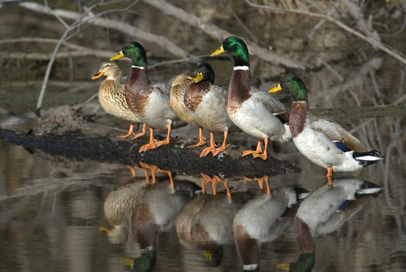 Mallards_6406.jpg - (C)Durwood Edwards