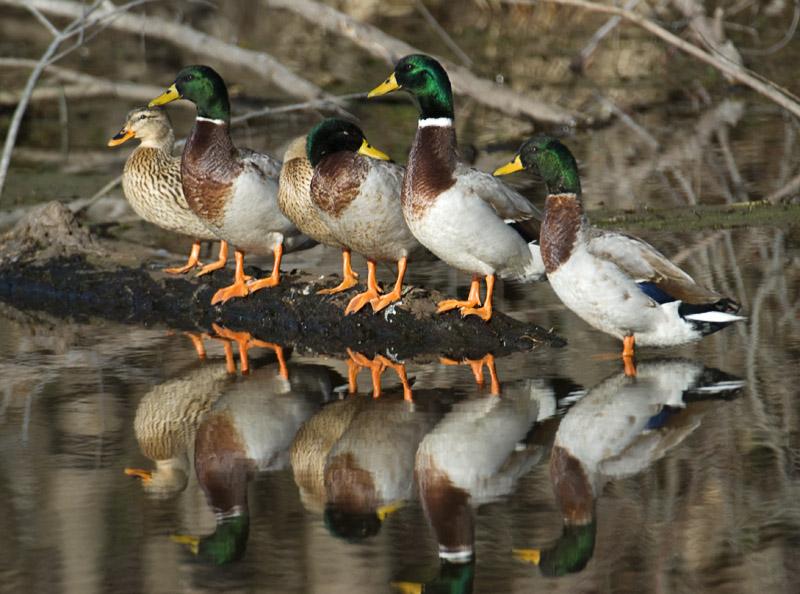 Mallards_6407.jpg - (C)Durwood Edwards