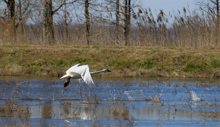 Swan_6380.jpg - Tundra Swan taking off.