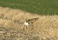 BobcatKill_6024