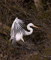 Egret_6283