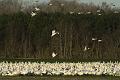 Geese_6010