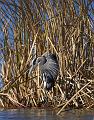Heron_6326