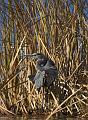 Heron_6335