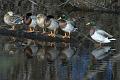 Mallards_6393