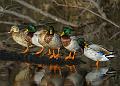 Mallards_6401