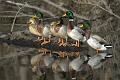 Mallards_6406