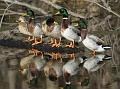 Mallards_6407