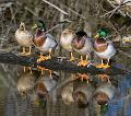 Mallards_6410