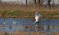 Swan_6378