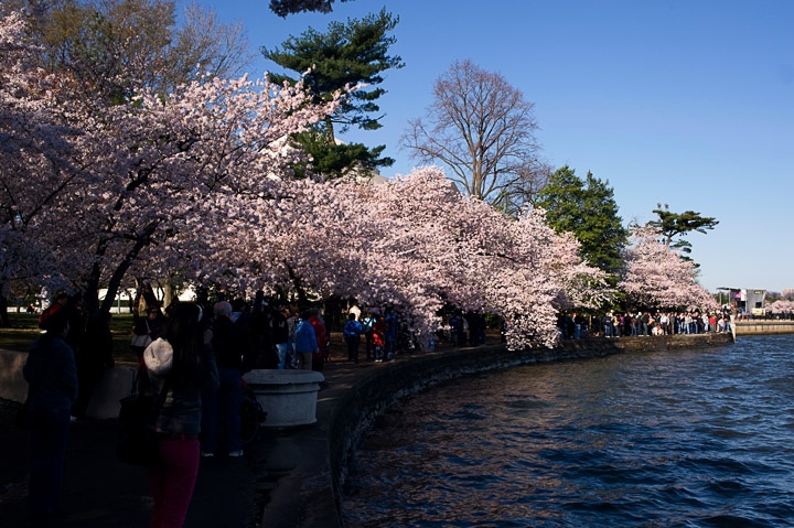 Cherries_3345.jpg
