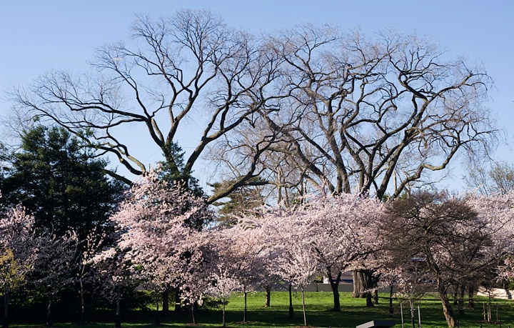 Cherries_3370.jpg