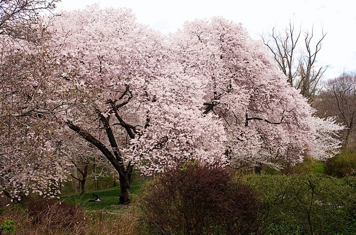 CherrySleep_3174.jpg