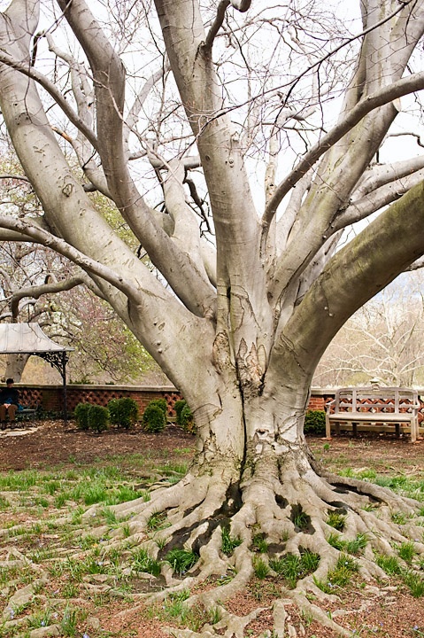 DumbartonTree_3278.jpg