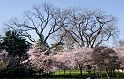 Cherries_3370