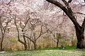 CherrySleep_3177