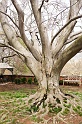 DumbartonTree_3278