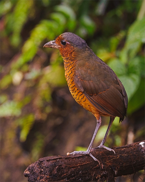 AntpittaGiant_2102.jpg - Giant Antpitta This beautiful forest species was about the size of a chicken, some 3-4 times larger than other anpitta species.
