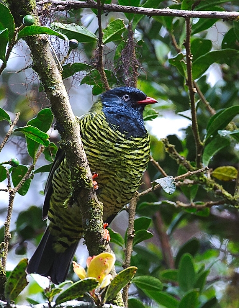 Barred_0480.jpg - Barred Fruiteater  As we were shooting the Rufous Antpittas a family of these handsome, crow-sized birds flew into the trees above us.
