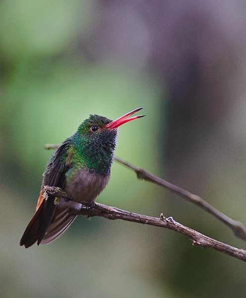 RufousTailed_0636.jpg - Rufous-tailed Hummingbird