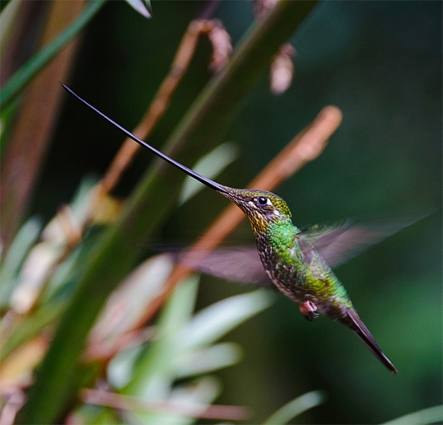 SwordBilled_2679.jpg - Sword-billed Hummingbird