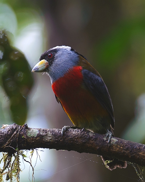 ToucanBarbet_2123.jpg - Toucan Barbet