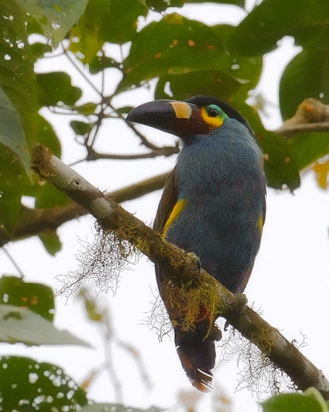 Toucan_1045.jpg - A few yards away we saw an adult