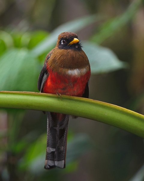 Trogon_0844.jpg - Masked Trogon, Female