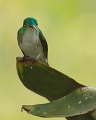 AndeanEmerald_1185