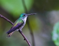 AndeanEmerald_1867