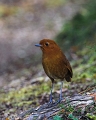 Antpitta_0431