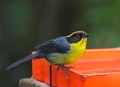 BrushFinch_0500