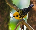 GoldenTanager_0860