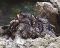 Nightjars_1122