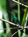 Sapphirewing_0310