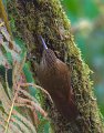Strong-billedWoodcreeper-0979