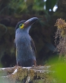 ToucanJ_1024
