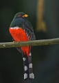 Trogon_0767