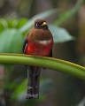 Trogon_0844
