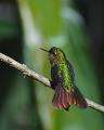 TyrianMetaltail_0284