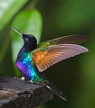 VelvetPurple_0920