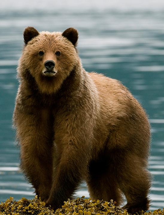 BarnacleBear_2893_720